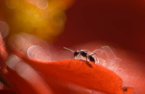 ant-life